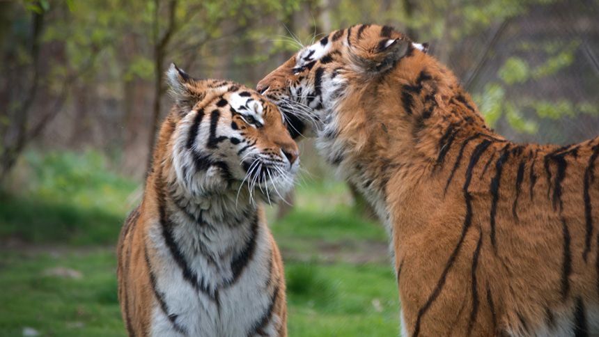 Knowsley Safari Park - 25% Teachers discount