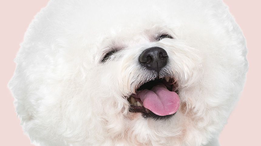 Flea & Worming for Cats & Dogs - Get your first month subscription free