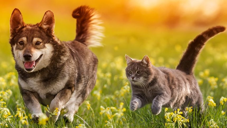 Pets at Home - 10% Teachers discount on selected Pet Accessories