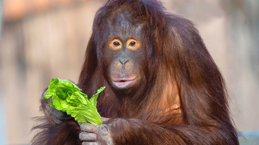 Colchester Zoo - 8% Teachers discount with Tiqets