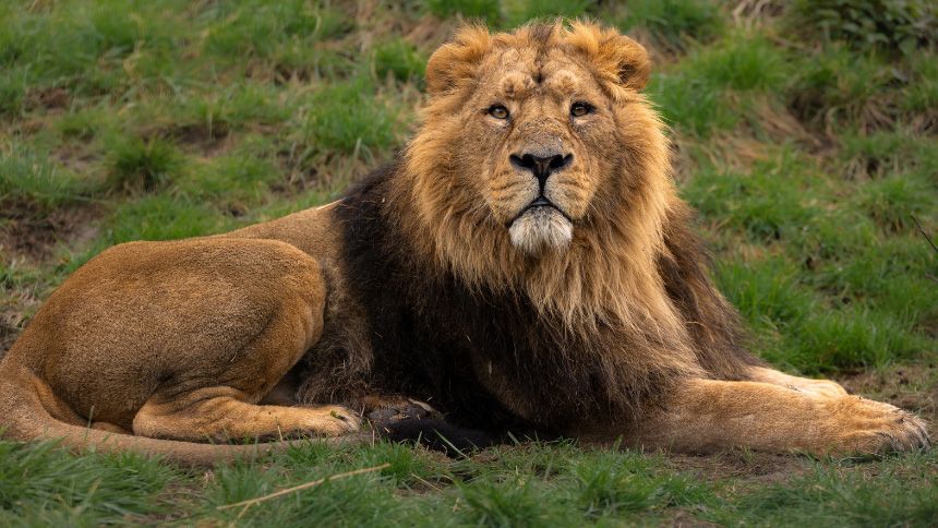 Hertfordshire Zoo - 5% Teachers discount on day tickets