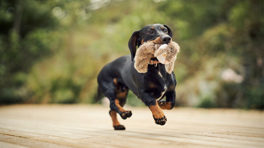 Agria Pet Insurance - £20 Amazon.co.uk Gift Card*