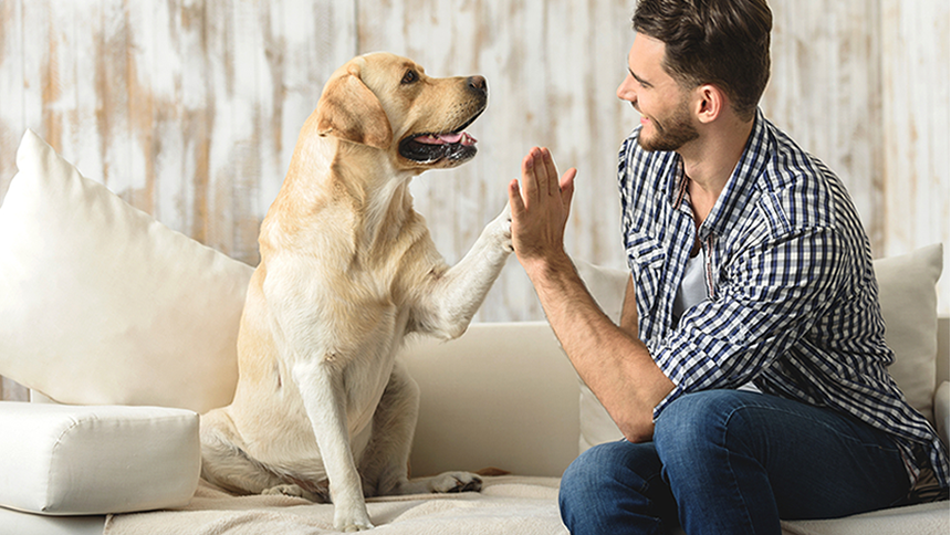 Compare Pet Insurance - Cover from £3.35 a month on pet insurance*